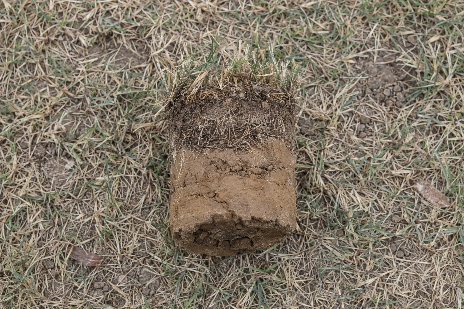 A soil core plug pulled from a lawn and resting on the grass surface, showing a cross-section of shallow roots and compacted clay soil beneath